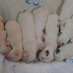 Braque du Bourbonnais puppies from Rufnit Kennels, LLC