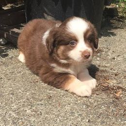 Aussiedoodles, Miniature American Shepherds, and Miniature Australian Shepherds from North Lake Aussies