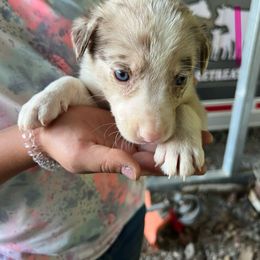 Girl 1 - Red merle female Border Collie puppy in Rural Retreat, Virginia from Hidden Acres Farm Corgis