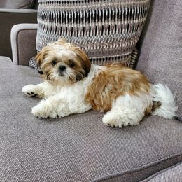 Shih Tzu Puppies from Meihem Pups