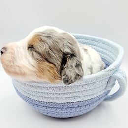 Aussiedoodle, Miniature Australian Shepherd, and Poodle Puppies from Fine and Dandy Aussiedoodles