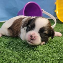 Stoney - Brindle and white male Mal-Shi puppy in Aurora, Missouri from KnJ Precious Paws LLC