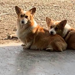 Dachshund and Pembroke Welsh Corgi All Grown Up from Kendaline Kennels