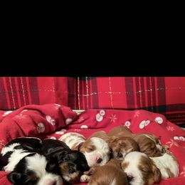 Cavalier King Charles Spaniel All Grown Up from Narrows Creek Cavaliers