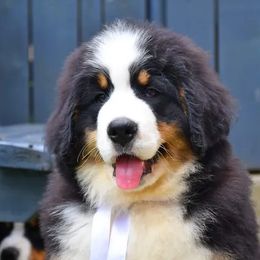 Bernese Mountain Dogs and Golden Retrievers from Gold Point Pups