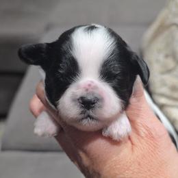 Maisie - Black and white female Shihpoo puppy in Vernon, Texas from Sugarland's Texas Goldendoodles