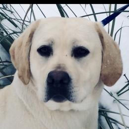 London  - Labrador Retriever