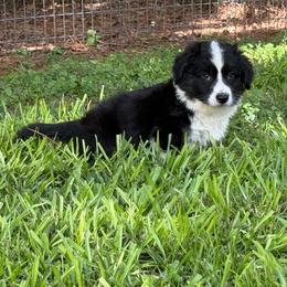 Ace-fluffy - Black and white male Cardigan Welsh Corgi puppy in Hope, Arkansas from Foxy Knoll Farm