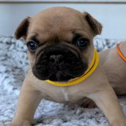 Hubble - Fawn male French Bulldog puppy in Almo, Kentucky from Busy Bee French Bulldogs