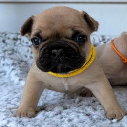 Hubble - Fawn male French Bulldog puppy in Almo, Kentucky from Busy Bee French Bulldogs