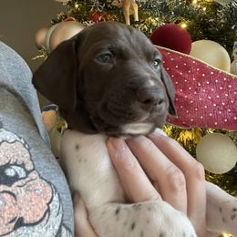 Waylon - Gray - White and liver male German Shorthaired Pointer puppy in Conroe, Texas from Tipsy Rabbit GSP TopDog Kennel