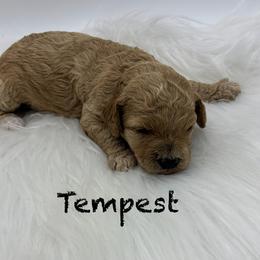 Tempest - Apricot female Poodle puppy in Wheatland, California from Sapphire Ridge Poodles