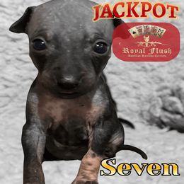 Girl 1 - female American Hairless Terrier puppy in Atlanta, Georgia from Royal Flush Kennels