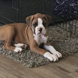 Armenian Gampr and Boxer Puppies from Moonlite Boxers