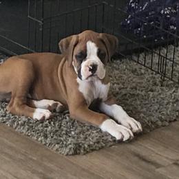 Armenian Gampr and Boxer Puppies from Moonlite Boxers