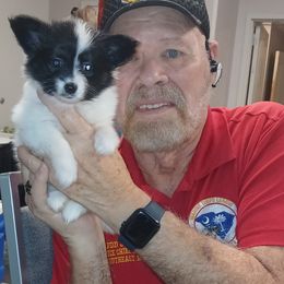 Papillon Puppies from Koh Tang Kennels