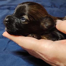 Summer - Red sable female Havanese puppy in Kinston, North Carolina from Court Jester Havanese and Russian Salon Dogs