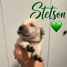 Stetson - Green - Light golden male Golden Retriever puppy in Eaton Rapids, Michigan from Steele Goldens