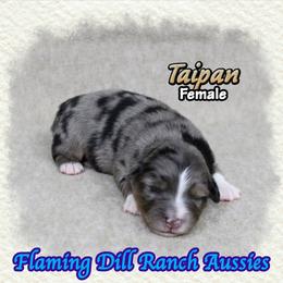 Taipan - Blue merle female Toy Australian Shepherd puppy in Forestburg, Texas from Flaming Dill Ranch Aussies