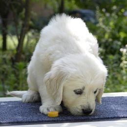 Golden Retriever Puppies from Huckaby’s English Golden Retrievers