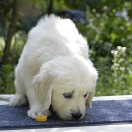 Golden Retriever Puppies from Huckaby’s English Golden Retrievers
