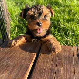Maggie - Black and gold female Yorkshire Terrier puppy in Sumner, Iowa from Byerly's Beautiful Yorkies