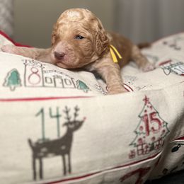 Goldendoodle Puppies from S_and_b_doodles