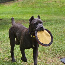 Johnny Silverhand - Gray male Cane Corso puppy in Houston, Texas from Zenith Cane Corso