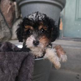 Lily - Tri-color female Bernedoodle puppy in Blackfoot, Idaho from Draper Mountain Doodles