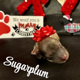 Sugarplum- Shaded Cream- Price Listed - Cream female Dachshund puppy in Biloxi, Mississippi from Southern Doxies Ms