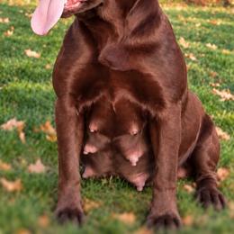 EMBER - Labrador Retriever