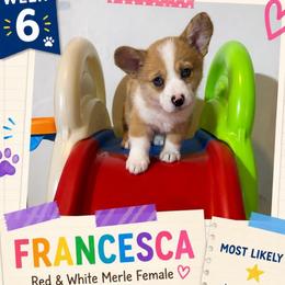 Francesca Bridgerton - Red merle and white female American Corgi puppy in Lake Havasu City, Arizona from London Bridge Corgis