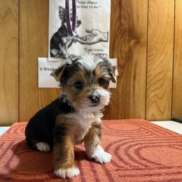 Boy 7 - Parti male Yorkshire Terrier puppy in Bear Creek, North Carolina from Yorkie Time