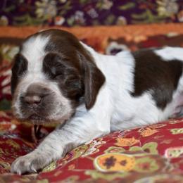 Parton - Liver white and roan male English Springer Spaniel puppy in Chapmansboro, Tennessee from Balthrop Bend Farms