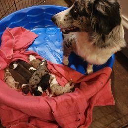 Australian Shepherd Puppies from Steel Magnolia Aussies