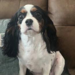 Petals - Cavalier King Charles Spaniel
