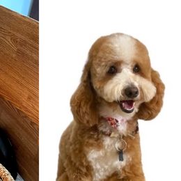 Cavapoos, Goldendoodles, and Poodles from Topnotchpoodles