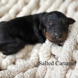 Girl 4 - female Goldendoodle puppy in Washington, Illinois from Lola Bear Goldendoodles