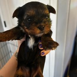Sapphire Shine - Black and tan female Yorkshire Terrier puppy in Coeur D Alene, Idaho from Cozy Coeur Yorkies