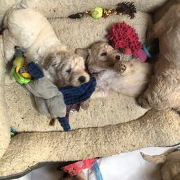 Goldendoodle Puppies from Island Doodles of Maine