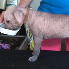 Xoloitzcuintli puppies from Xcel's Xoloitzcuintli and Chinese Cresteds