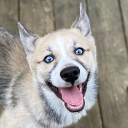 SAIGA - Pomsky