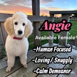 Angie - Cream female Poodle puppy in Baltimore, Maryland from Steinrock’s Standards