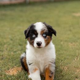 Boise - Blue merle male Miniature Australian Shepherd puppy in Waco, Texas from Blue Rain Aussies