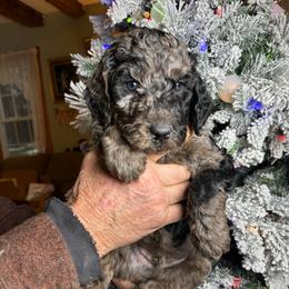 Kabucha - Sable male Poodle puppy in St. Johnsbury, Vermont from Poodles of the Northern Woods