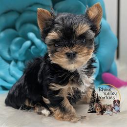 Yorkshire Terrier Puppies from Rhine Valley Yorkies
