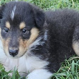 Collies from Strawberry Patch Collies