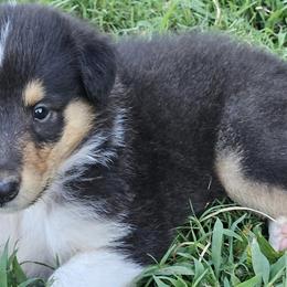 Collies from Strawberry Patch Collies