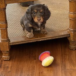 Skippy - Chocolate and tan female Dachshund puppy in Stillwater, Oklahoma from Louis' Litters