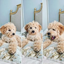 Cavapoos and Goldendoodles from Carmel Classy Doodles